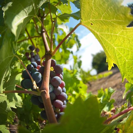 Domaine De La Soucherie - Chambres D'Hotes ボーリュ・シュル・レイヨン エクステリア 写真