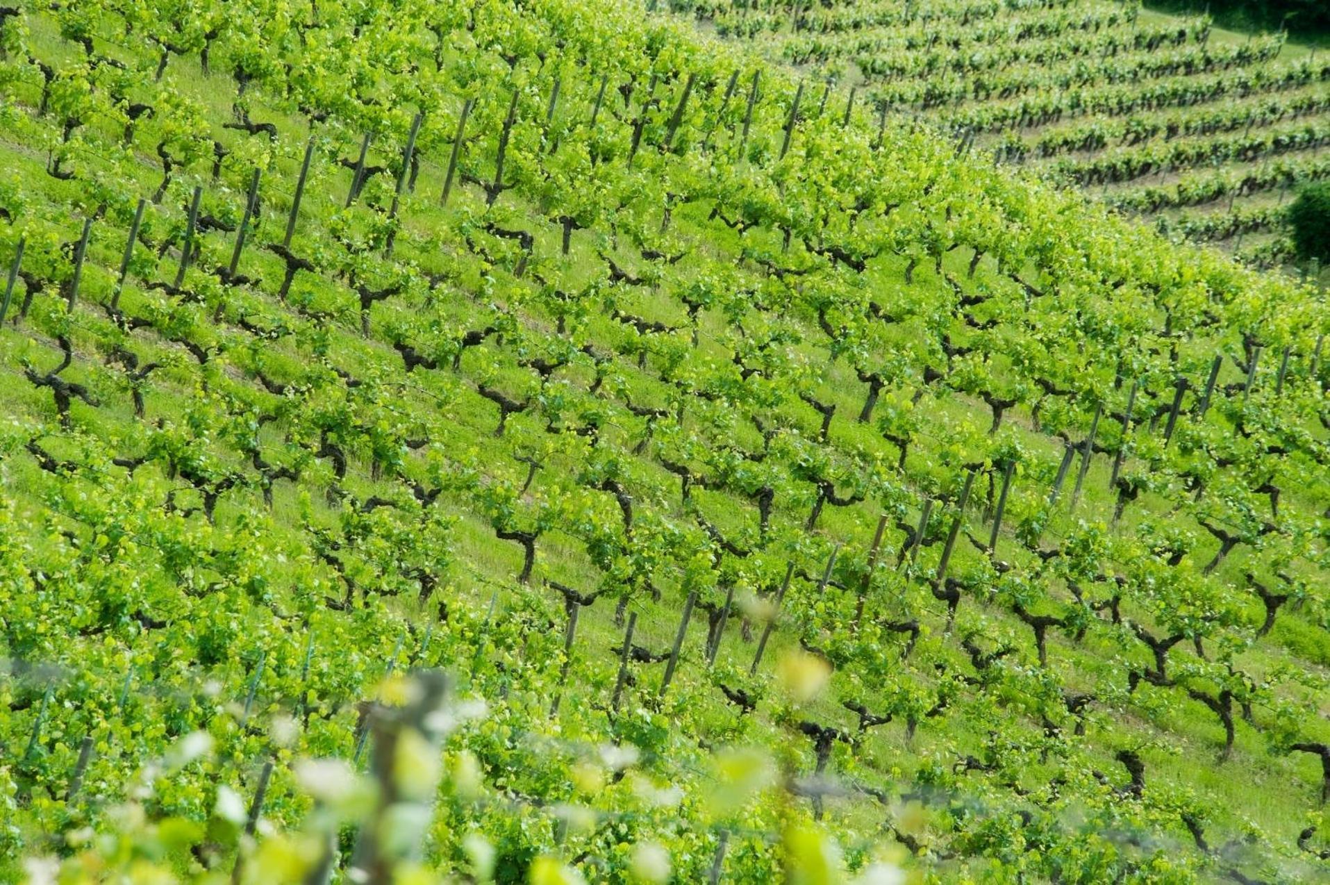 Domaine De La Soucherie - Chambres D'Hotes ボーリュ・シュル・レイヨン エクステリア 写真