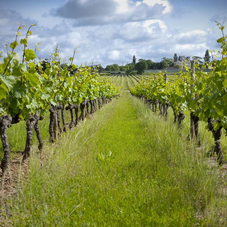 Domaine De La Soucherie - Chambres D'Hotes ボーリュ・シュル・レイヨン エクステリア 写真